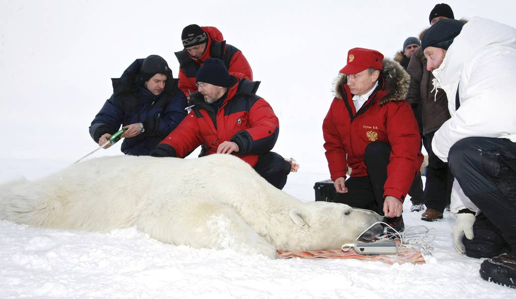 Putin and scientists measure a polar bear on the island of Alexandra Land in the Franz Josef Land archipelago on April 29, 2010.