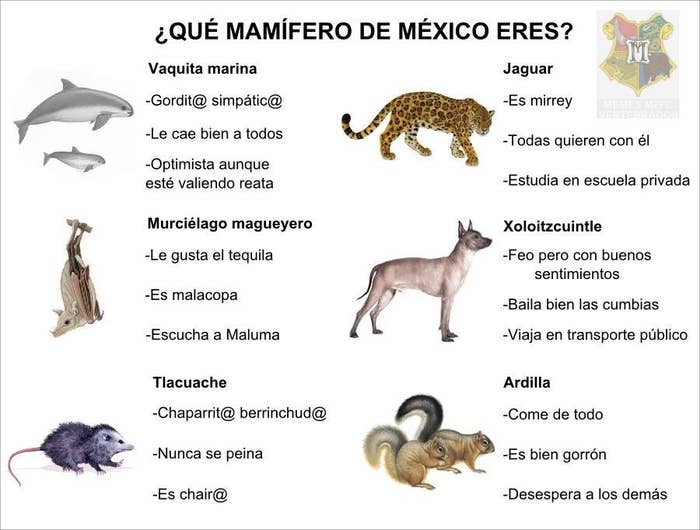18 Memes Que Te Revelaran Que Tipo De Persona Eres