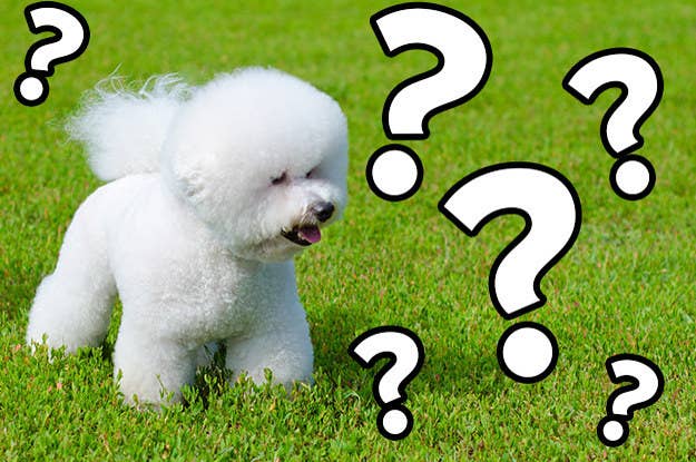 We Know Which Cat Breed And Which Dog Breed You Are