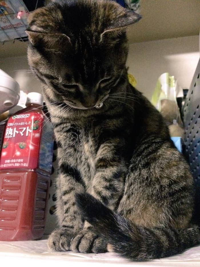ハンドスピナーをしっぽで回す猫ちゃんが器用すぎる