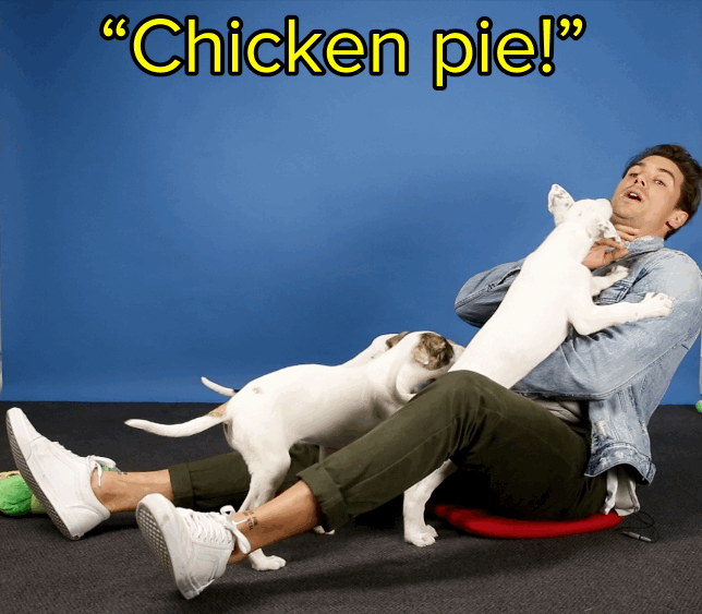 "Chicken pie! Chicken and mushroom pie."