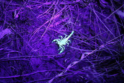 Scorpions glow under ultraviolet lights