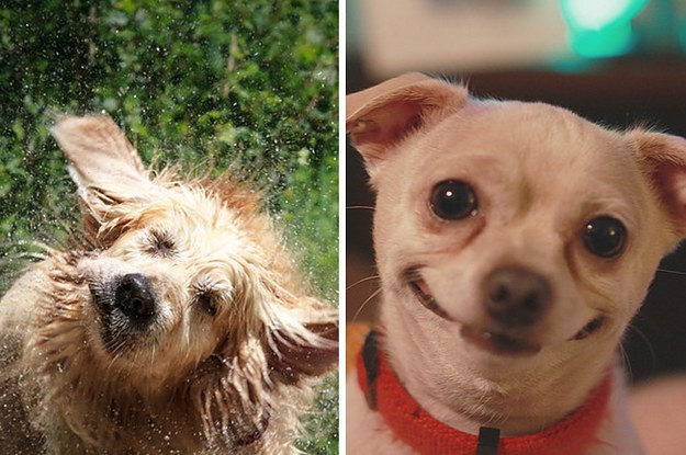 buzzfeed which dog breed are you