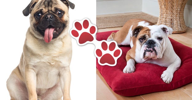Buy Five Items For Your Dog And We'll Tell You Which Breed You Should Adopt
