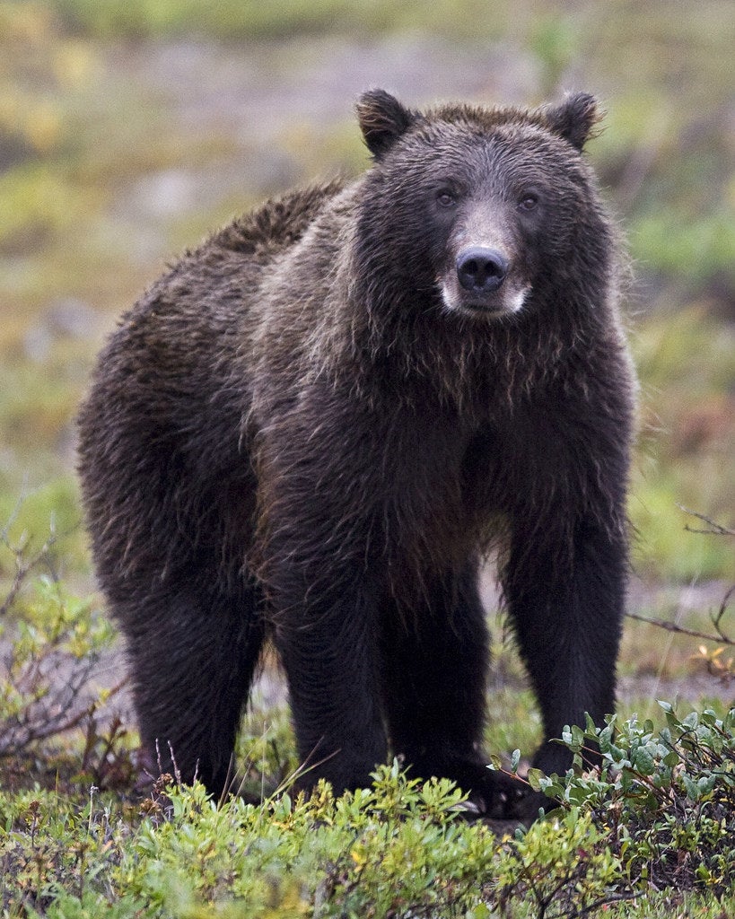 The Trump Administration Wants To Loosen Bear Hunting Rules In Alaska Parks