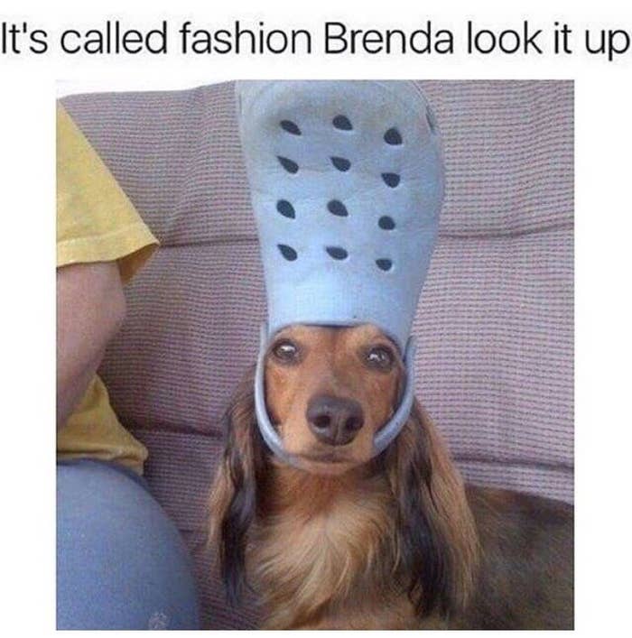 Just 33 Hilarious Dog Memes