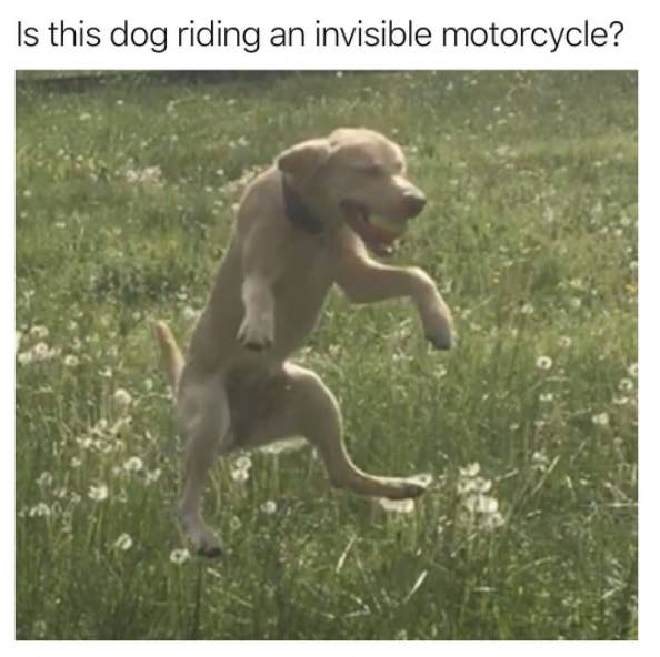 Just 33 Hilarious Dog Memes