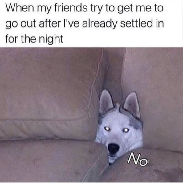 Just 33 Hilarious Dog Memes