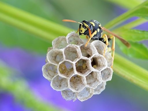 Wasps taught us how to make paper!