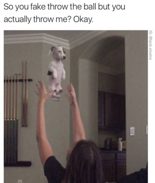 Just 33 Hilarious Dog Memes