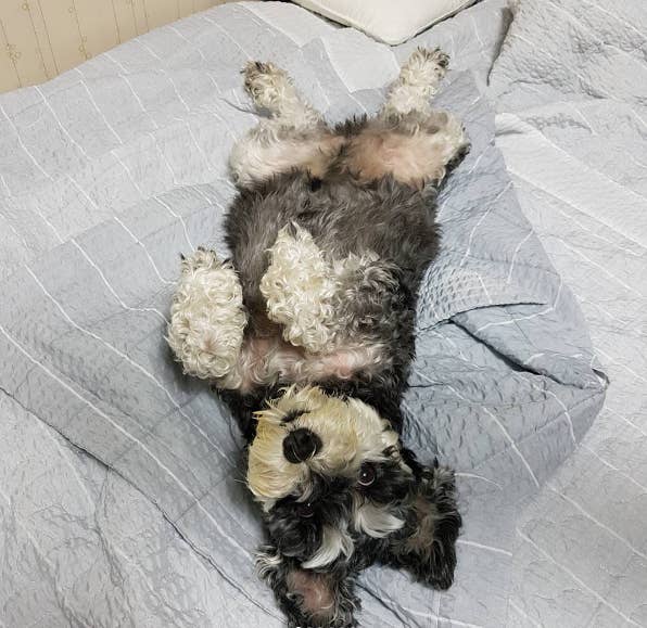 15 Pictures That Prove Miniature Schnauzers Are A Gift From God