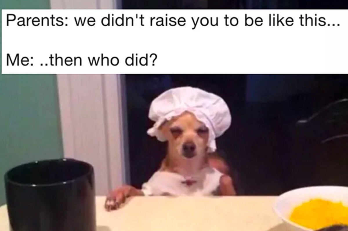 19 Chihuahua Memes That Are Weirdly Relatable