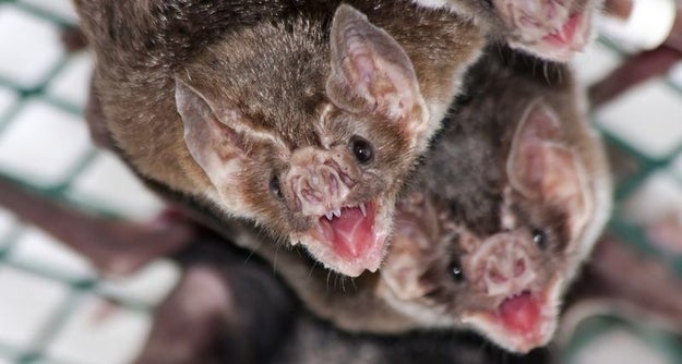 Vampire bats love to share.