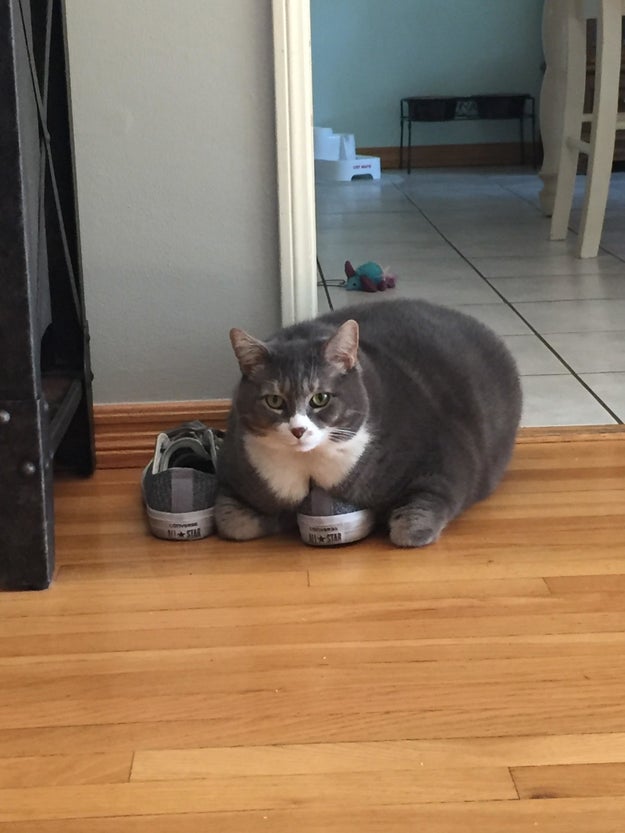 CHUNK ON A SHOE.