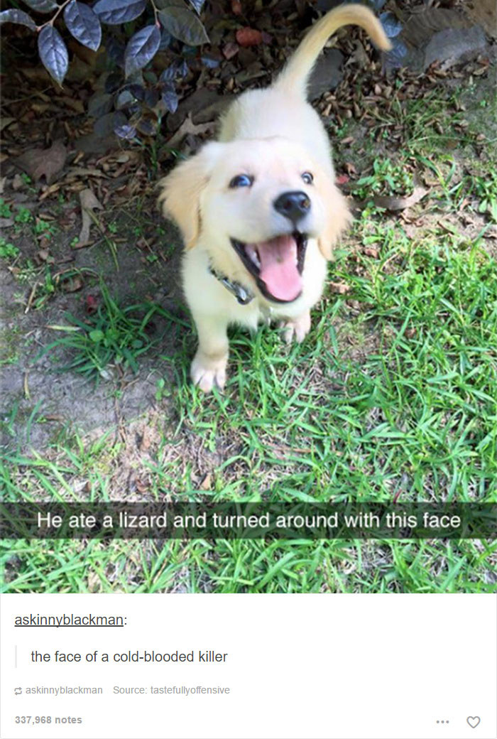 17 Posts About Dogs That Are As Funny As They Are Adorable