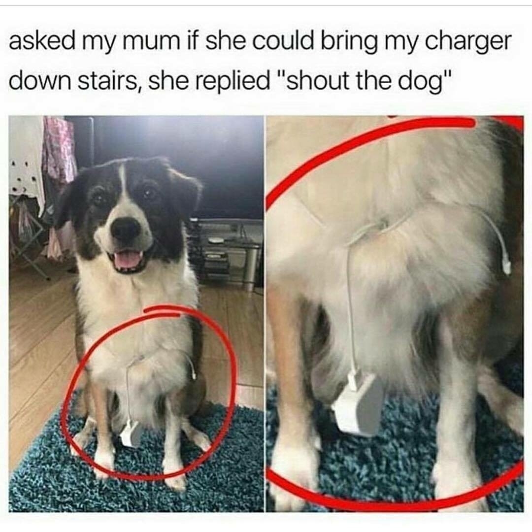 Как попросить у мамы собаку