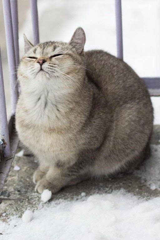 The 50 Absolute Fattest Cats I Could Find For You