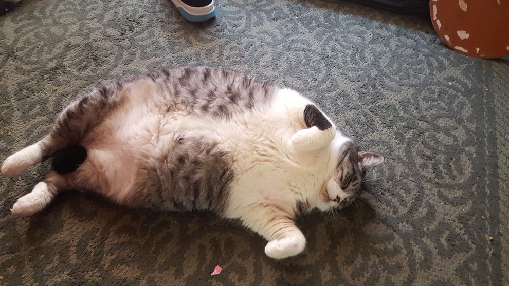 The 50 Absolute Fattest Cats I Could Find For You