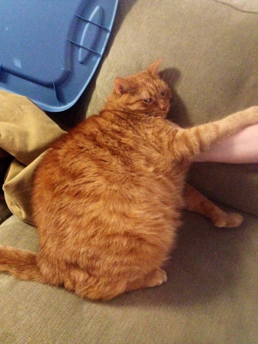 The 50 Absolute Fattest Cats I Could Find For You