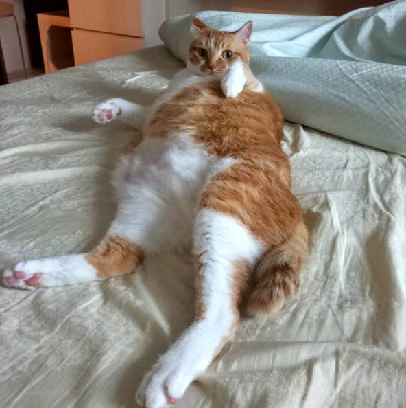 The 50 Absolute Fattest Cats I Could Find For You
