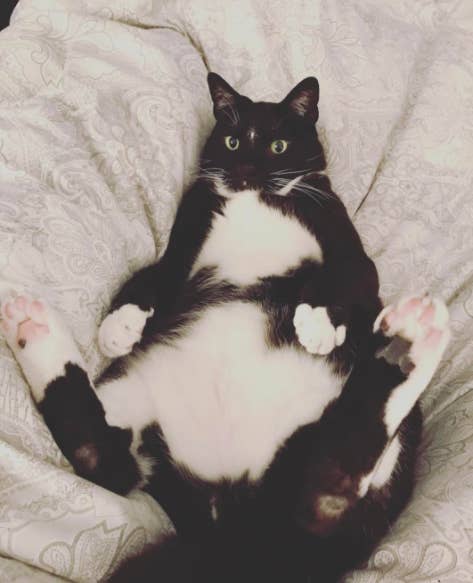 The 50 Absolute Fattest Cats I Could Find For You