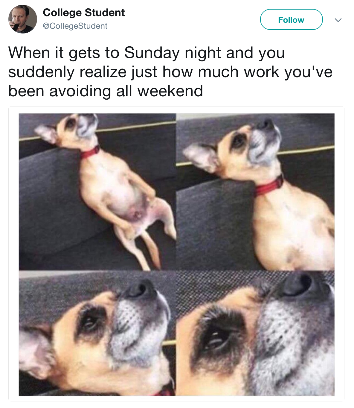 19 Chihuahua Memes That Are Weirdly Relatable