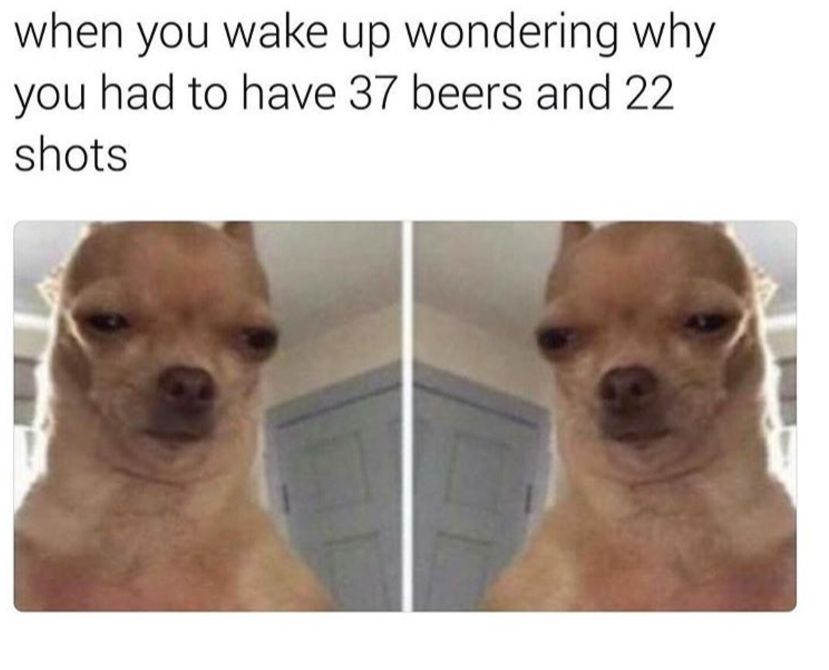 19 Chihuahua Memes That Are Weirdly Relatable