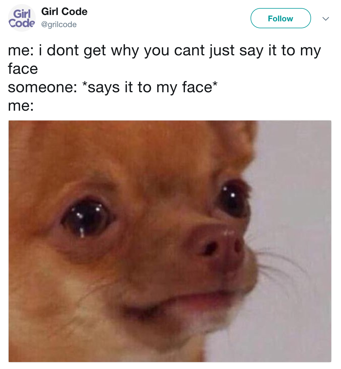 19 Chihuahua Memes That Are Weirdly Relatable