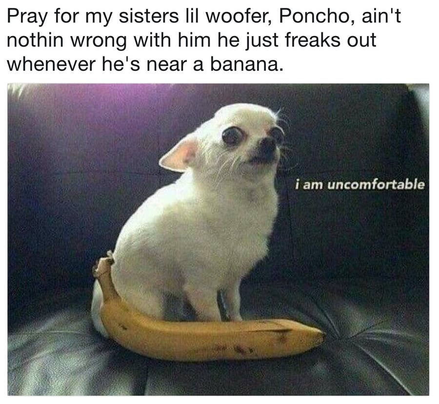 19 Chihuahua Memes That Are Weirdly Relatable