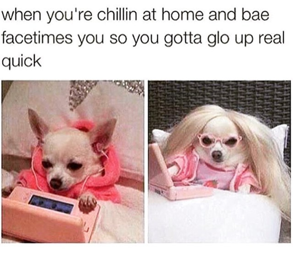 19 Chihuahua Memes That Are Weirdly Relatable