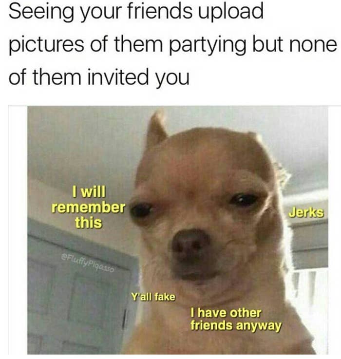 19 Chihuahua Memes That Are Weirdly Relatable