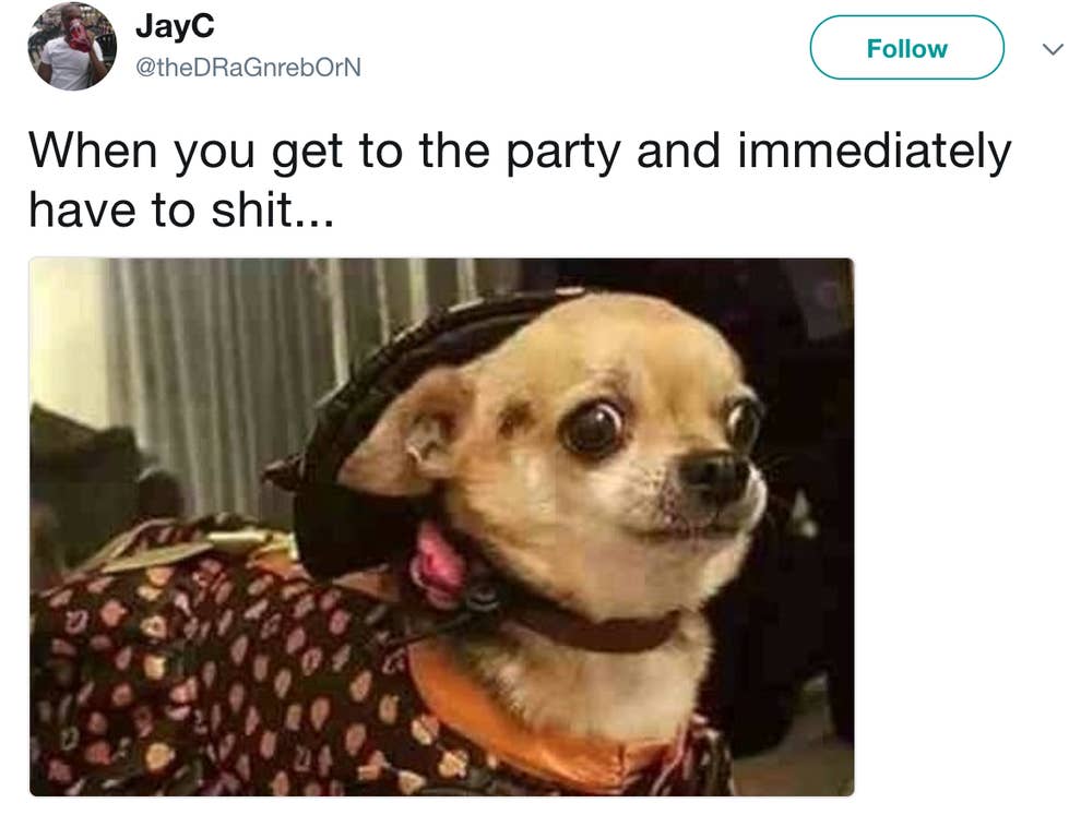 19 Chihuahua Memes That Are Weirdly Relatable 19 Chihuahua Memes That Are Weirdly Relatable