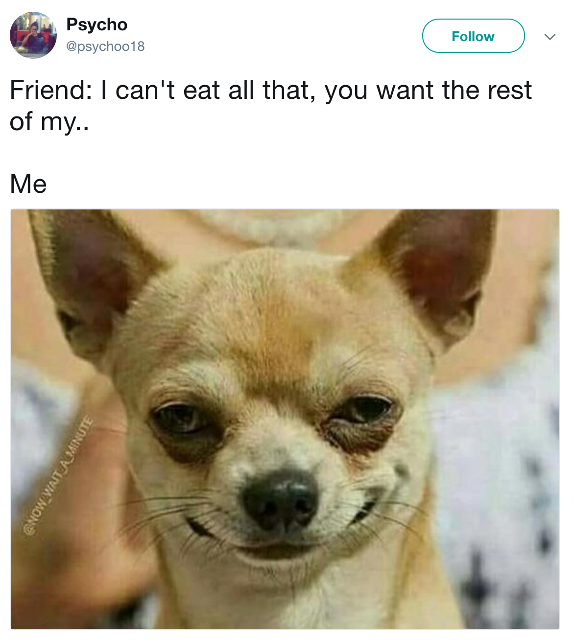 19 Chihuahua Memes That Are Weirdly Relatable