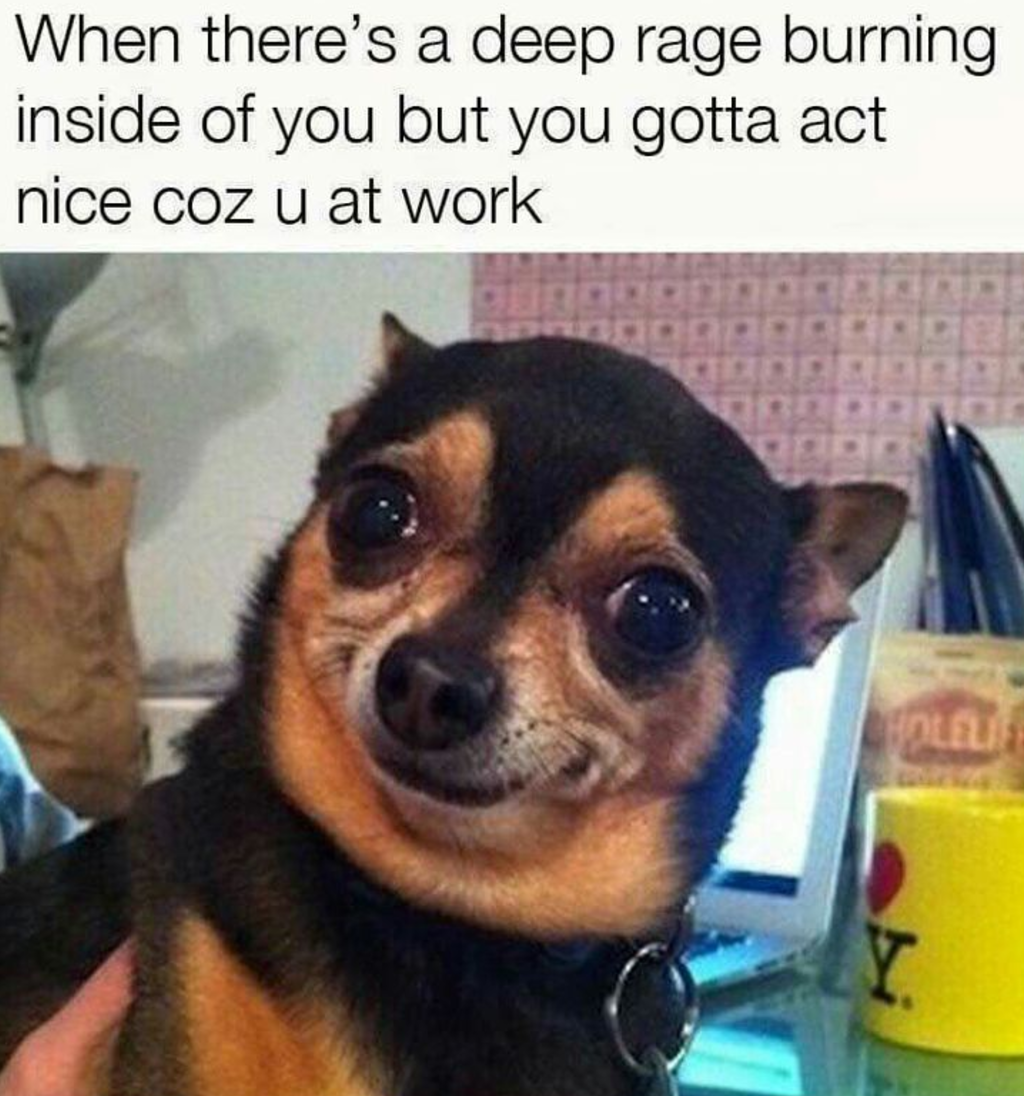19 Chihuahua Memes That Are Weirdly Relatable