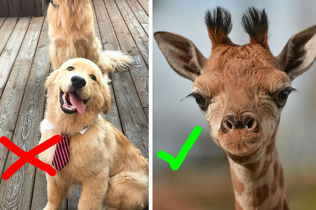 Rare dog Brodie looks more like a giraffe - Berkshire Live