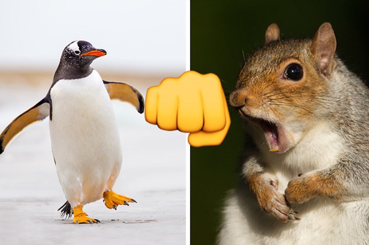 Which Animals Do You Think Would Win In A Fight?