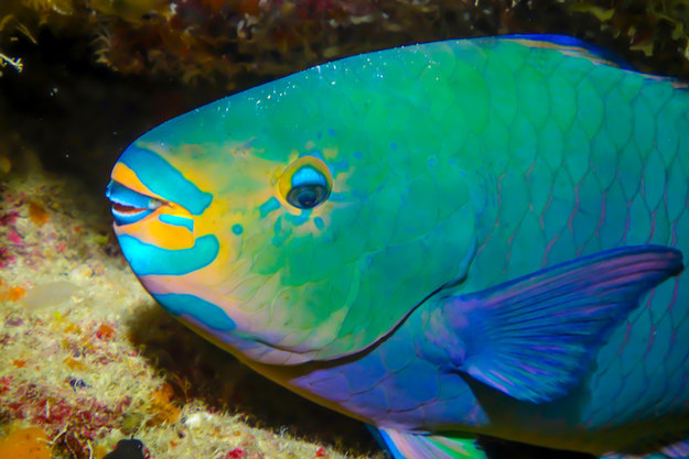 You Won’t Regret Taking This Quiz To Discover What Weird Fish You Are