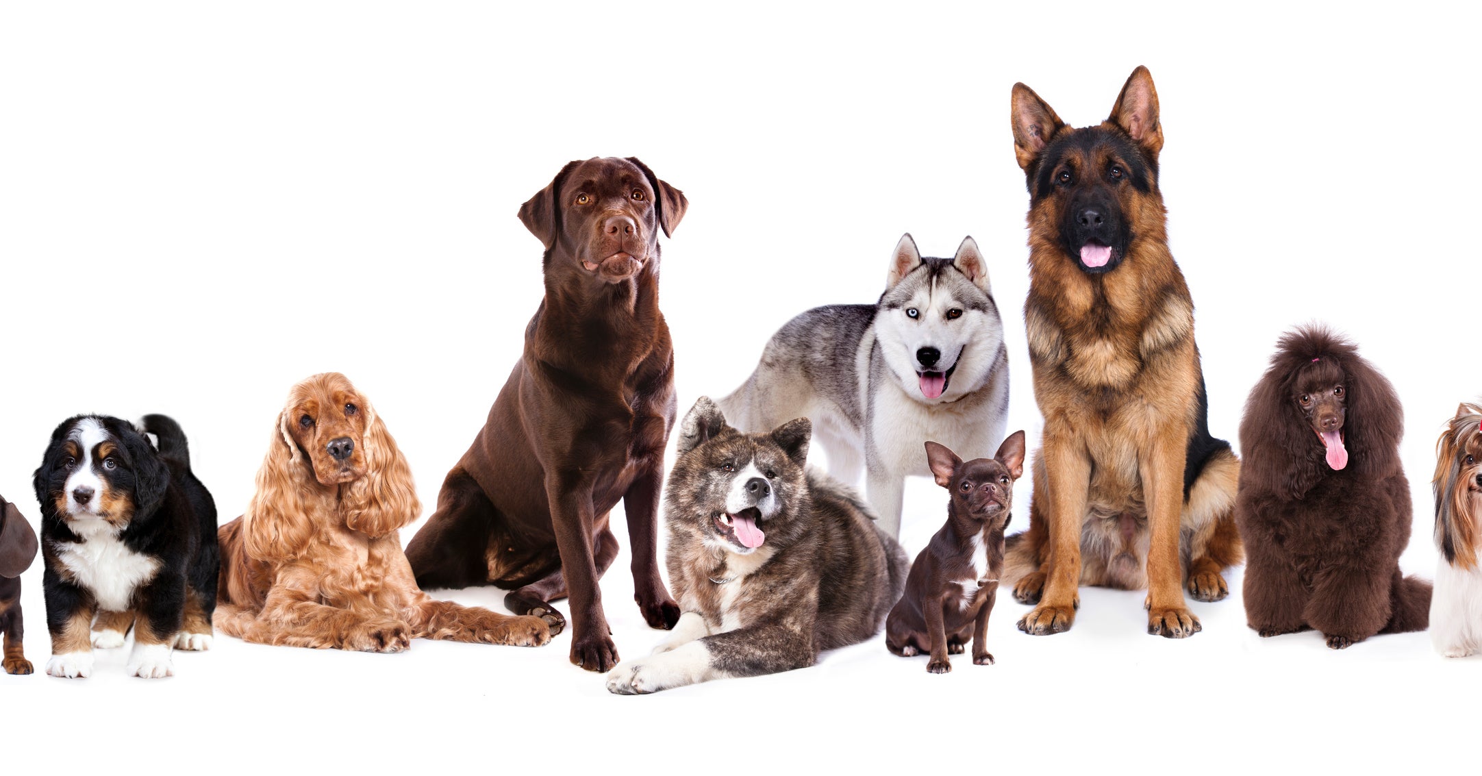 【診断】犬のグッズを選ぶと、あなたに向いている犬種がわかる