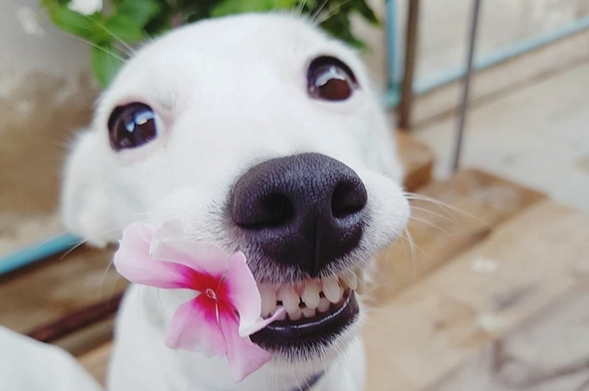 This Dog's Infectious Smile Is Breaking Everyone's Heart