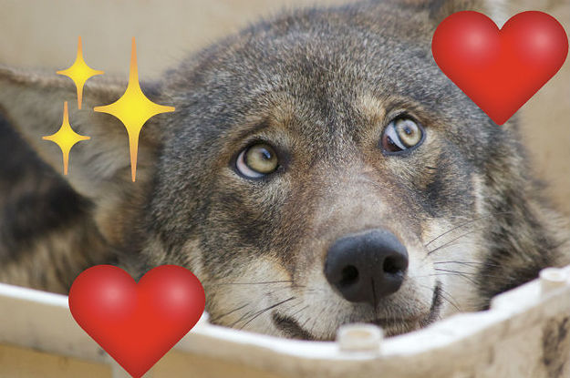 21 Surprising Facts That Make Scary Animals Seem...Almost Kinda Cute?