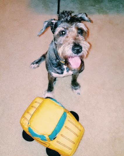17 Photos That Prove Miniature Schnauzers Are A Gift From God