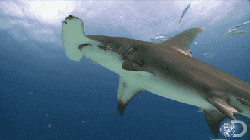 A hammerhead shark swimming