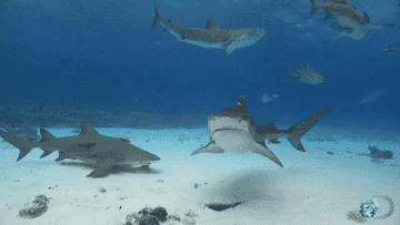 Sharks swimming