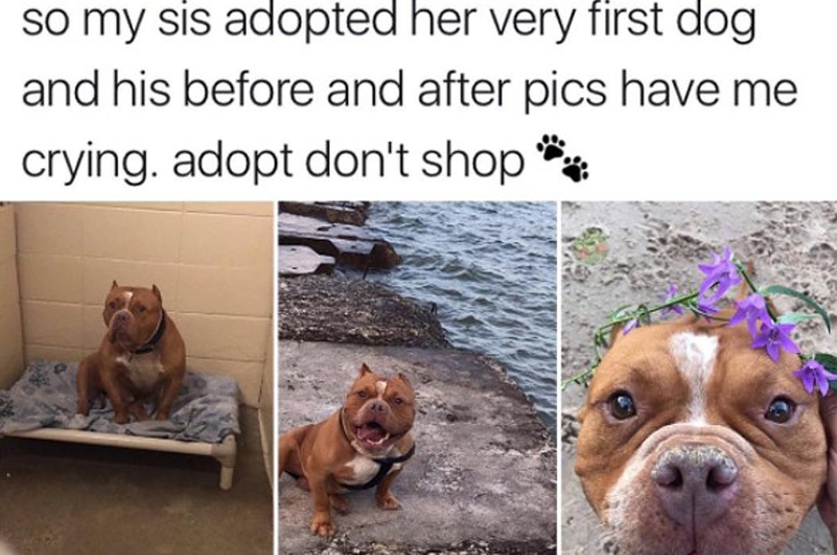 Sweet 16: Sixteen Funny Animal Tweets We Found On Twitter - I Can