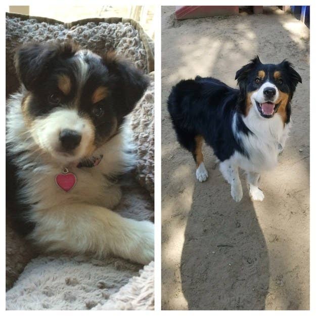 49 Beautiful Puppy To Dog Transformations That Will Melt Your Heart