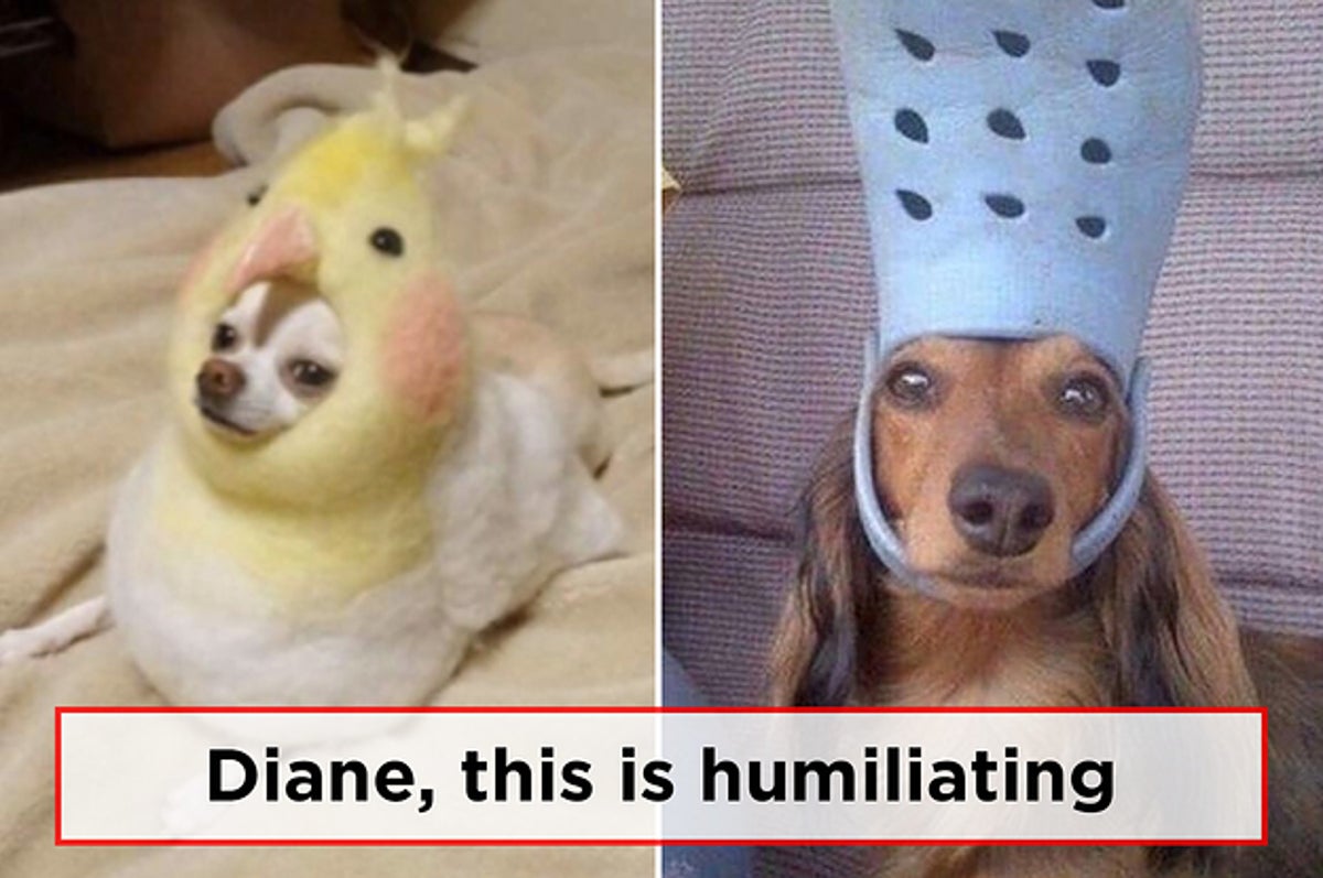 Just 33 Hilarious Dog Memes
