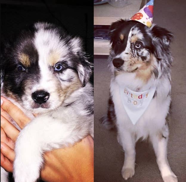 49 Beautiful Puppy To Dog Transformations That Will Melt Your Heart
