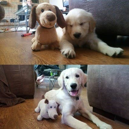 49 Beautiful Puppy To Dog Transformations That Will Melt Your Heart