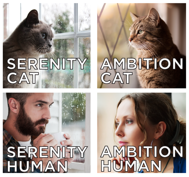 Where do you fall on the ambition-serenity-cat-human grid? Answer the questions below to find out.