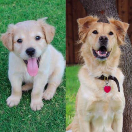 49 Beautiful Puppy To Dog Transformations That Will Melt Your Heart